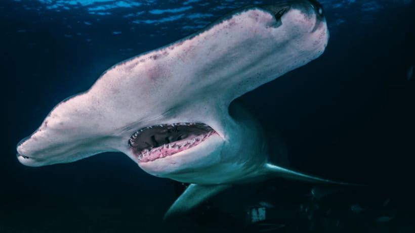Shanghai: The Marine Wonders at Shanghai Ocean Aquarium - Who will love this experience?
