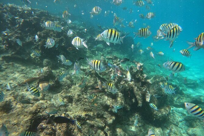 Short Excursion 4-Hour Party Catamaran and Snorkeling - Price and Value Analysis