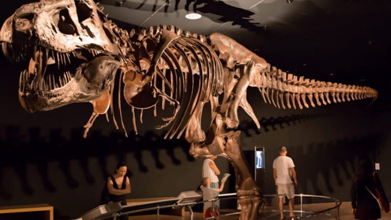 Singapore: Omni Theatre IMAX Show Admission Ticket - What You Can Expect from Your Visit