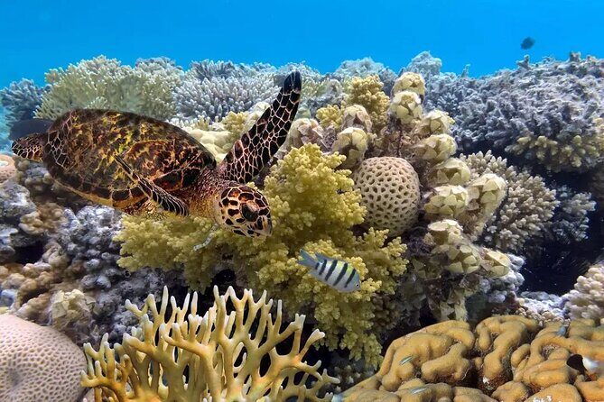 Snorkeling Manta Rays and Land Tour Nusa Penida All-Included - Practical Considerations and Insights