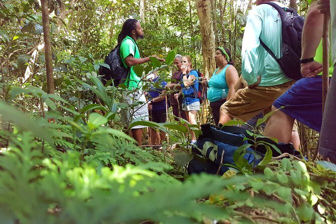 St Kitts Half-Day Rainforest Tour - What to Expect During Your Walk