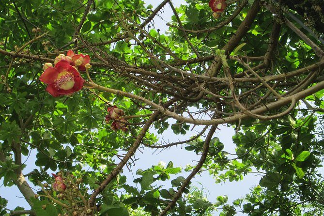 Stepping High Mountain Rastafari Herbs Tour - What to Expect from the Tour: An In-Depth Look