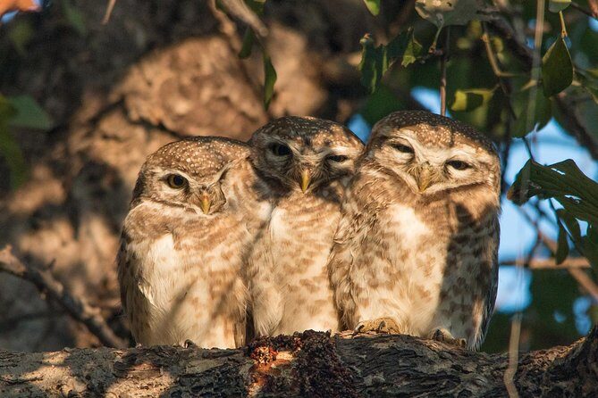 Sultanpur The wonder of Birding from Delhi - Who Should Consider This Tour?