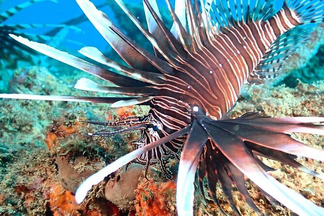 Sunset Snorkeling - Authentic Reviews: What Other Travelers Say