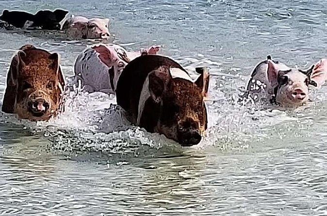 Swim with the Pigs / West End Experience - What Makes This Tour Stand Out