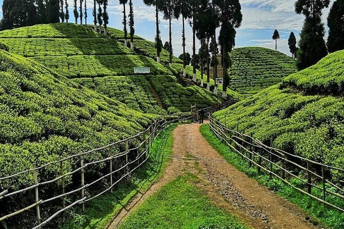 The Land Mark Tour (Nautical Day Darjeeling To Mirik crusade) - What the Tour Includes and What You Should Consider