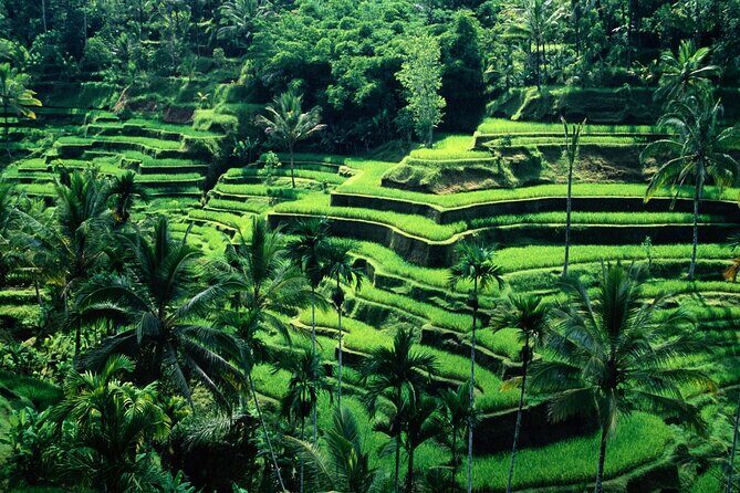 Ubud Private Tour : Ubud Temple and Authentic of Ubud - Who Is This Tour Best For?