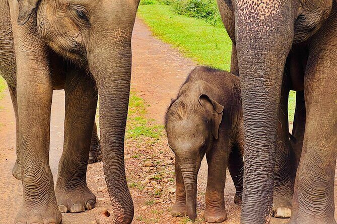 Udawalawa Wild Life Safari - Final Thoughts