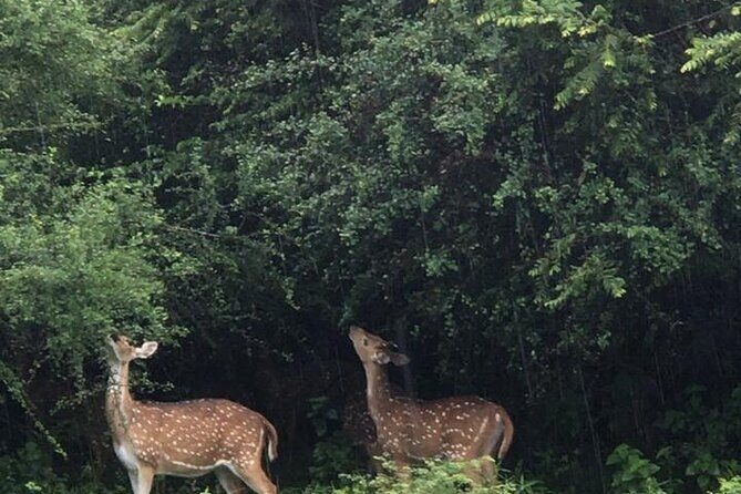 Udawalawe National Park Private Safari Tour - Practical Details