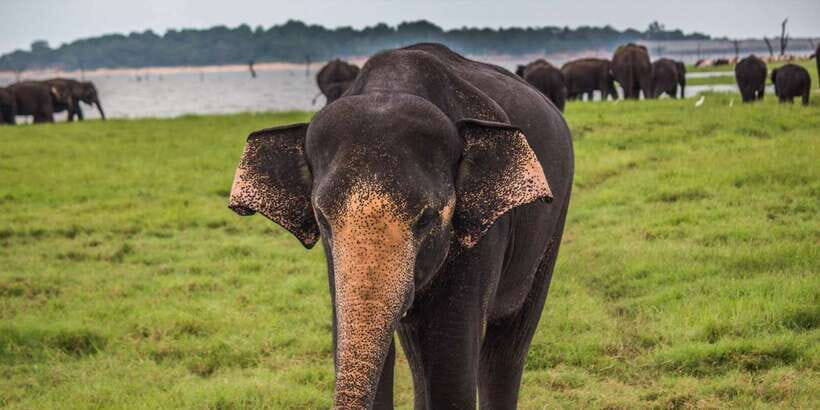 Udawalawe: National Park Safari & Elephant Transit Home Tour - Who Should Book This Tour?