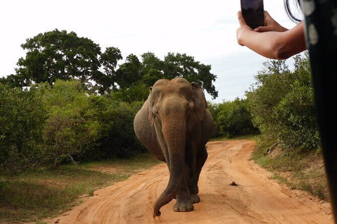 Udawalawe Safari & Elephant Orphanage visit from Hambantota port - Who Will Benefit Most?