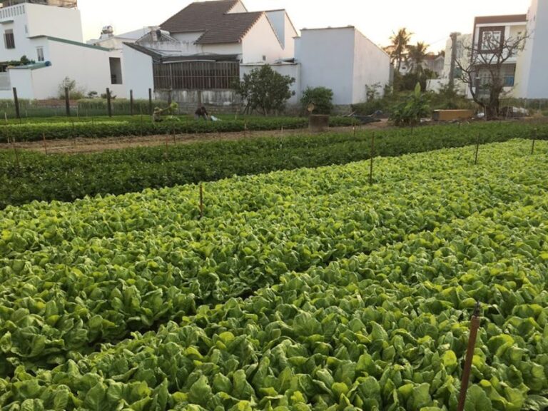 Viet Garden Cooking Class (Countryside and Market tour) - What the Tour Offers in Detail