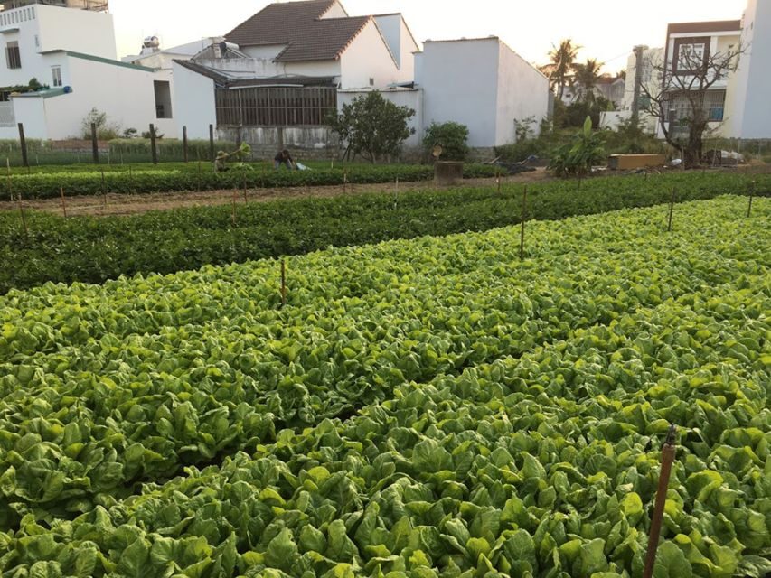 Viet Garden Cooking Class (Countryside and Market tour) - What the Tour Offers in Detail