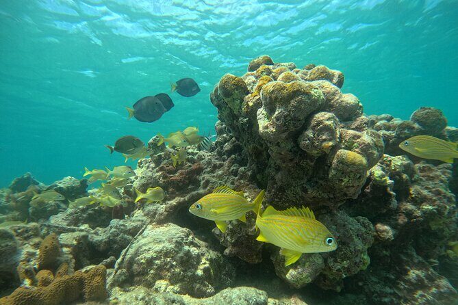 Visit Secret beaches and enjoy private guided Snorkel tour - The Itinerary: A Closer Look