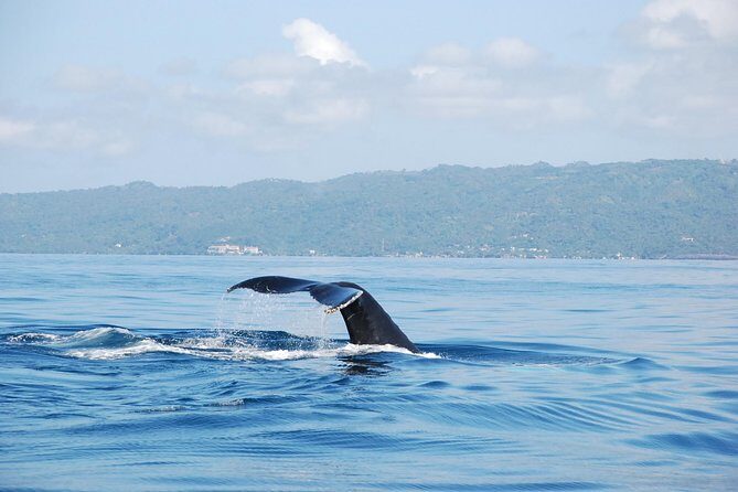 Whale Watching and Bacardi Island day trip from Punta Cana - An In-Depth Look at the Tour Experience