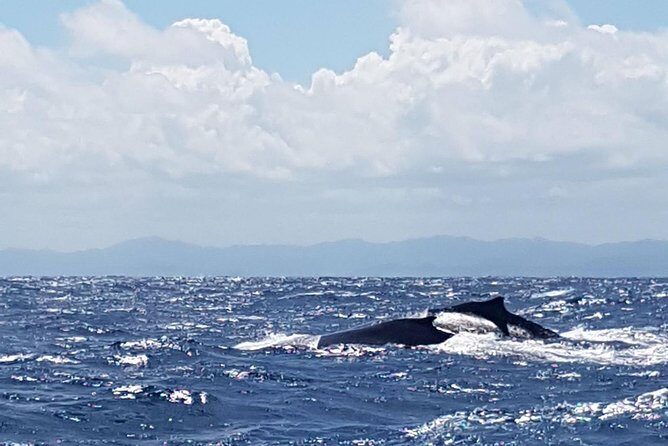 Whale Watching in Samana - The Review from Travelers: Authentic Voices