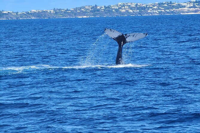 Whale Watching on Sundeck in Bermuda - The Sum Up