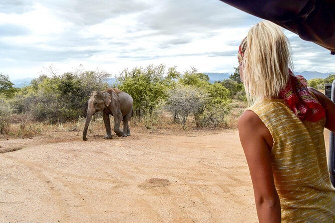 Yala Full day Leopard Safari Tour with Picnic Lunch - The Itinerary Breakdown