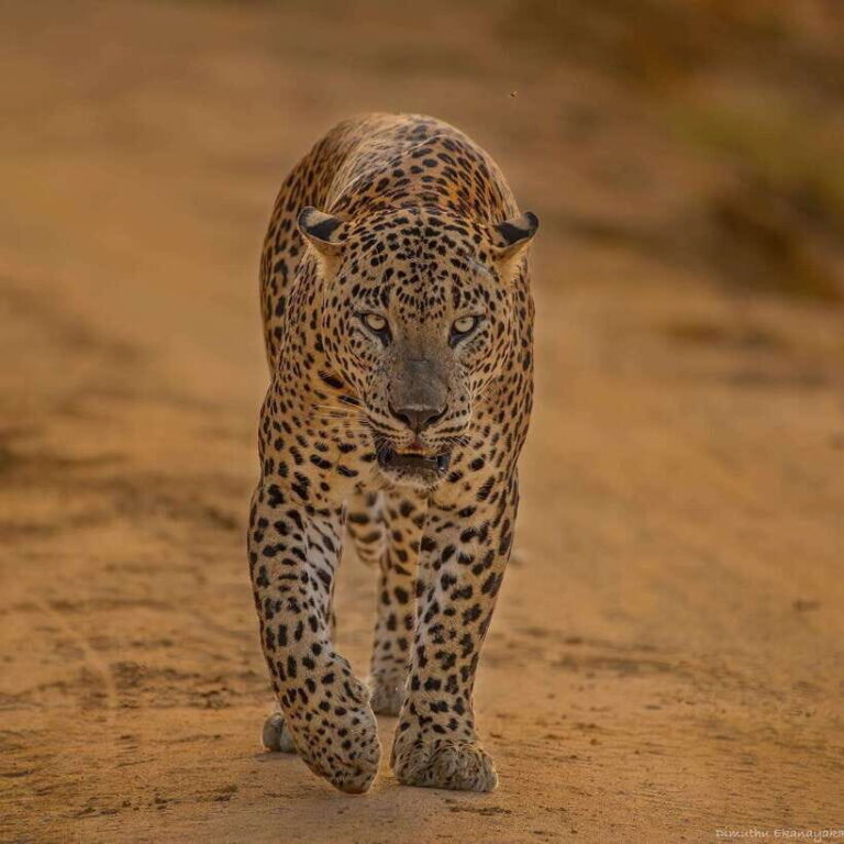 Yala National Park: 7 hours or 12 hours Leopard Wild Safari - What To Expect During the Safari
