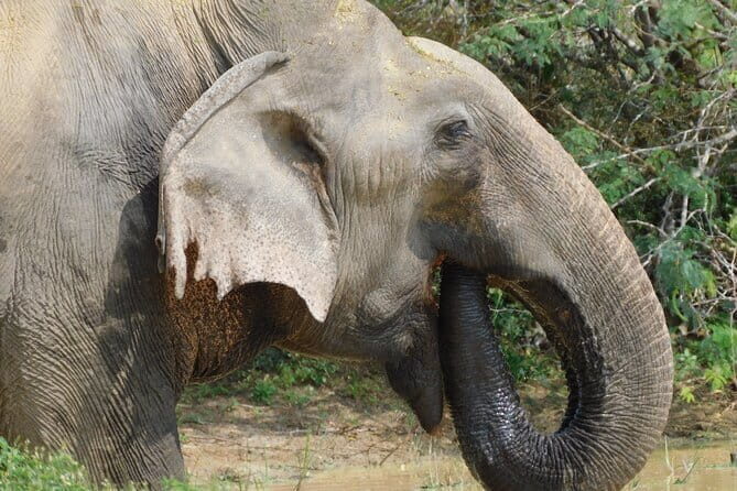 Yala National Park (block 5 & 6) Safari PRIVATE Tours - The Transport and Guide Experience