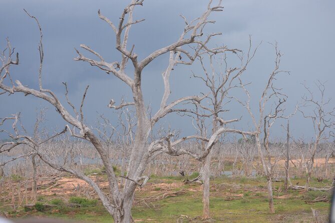 Yala National Park Full Day Safari Tour - Who Should Book This Tour?