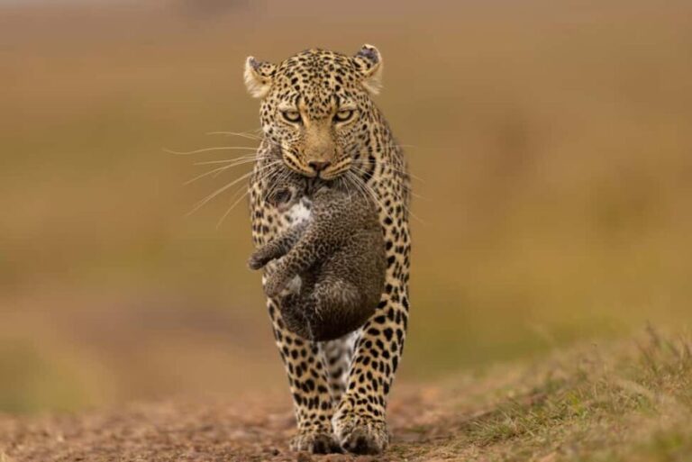 Yala Safari: High-Luxury PRIVATE Tours with Entry Tickets - What Sets This Tour Apart?
