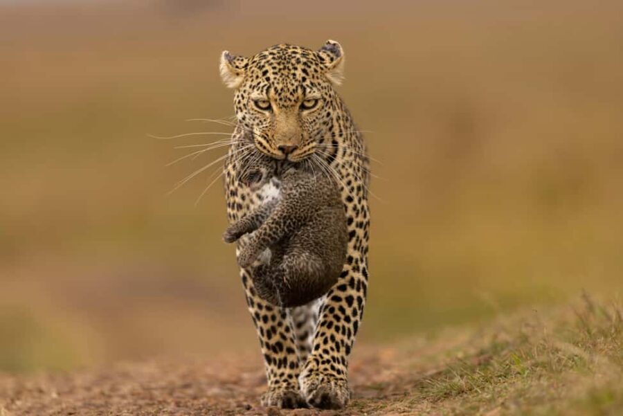 Yala Safari: High-Luxury PRIVATE Tours with Entry Tickets - What Sets This Tour Apart?