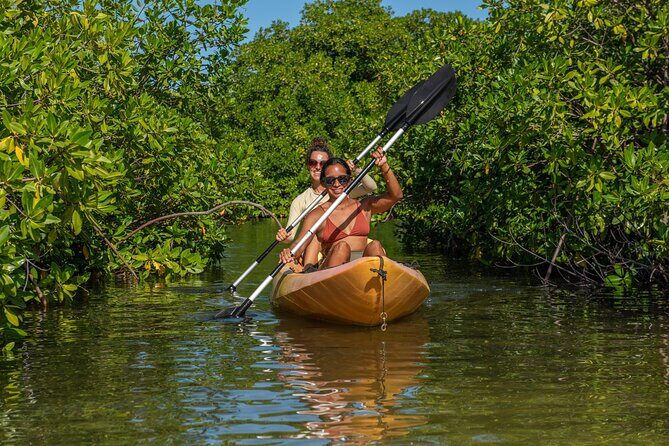 1 Hour Mangrove Kayak Tour - What to Expect on the Mangrove Kayak Tour