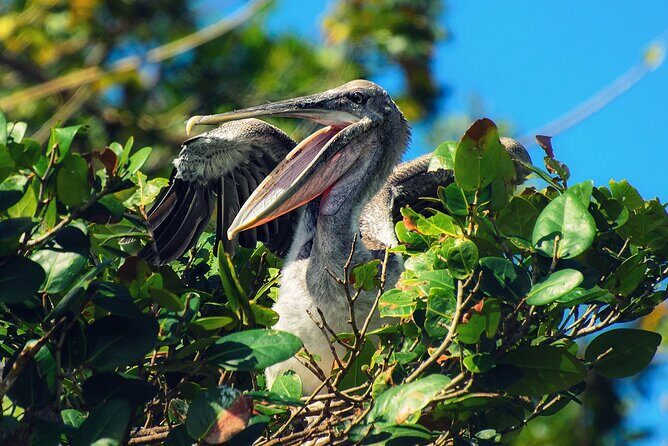 10-Hour Guided Tour of Samana and Bacardi Island Los Haitises - The Itinerary in Detail