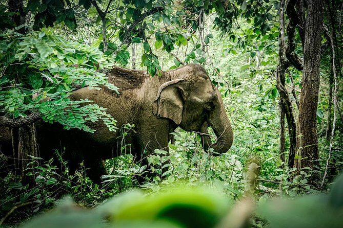 2-Day Kindred Spirit Elephant Sanctuary in Chiang Mai - What’s Included and What’s Not