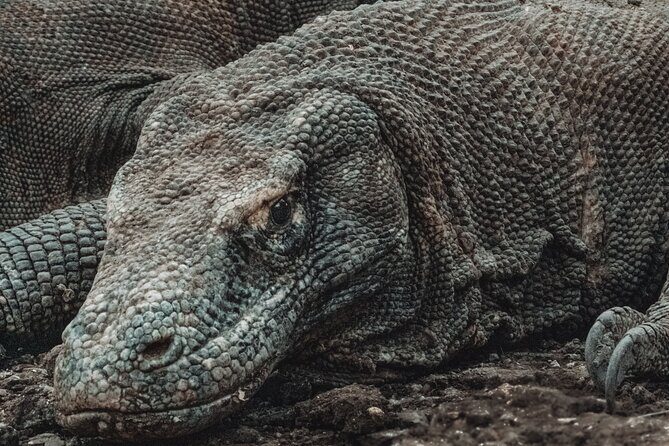 2-Day Komodo National Park and Rinca Island Wildlife Adventure from Bali - Whats Included and What to Expect