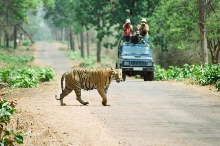 3-Day Chitwan Jungle Safari Adventure From Kathmandu/Pokhara - What Sets This Tour Apart?
