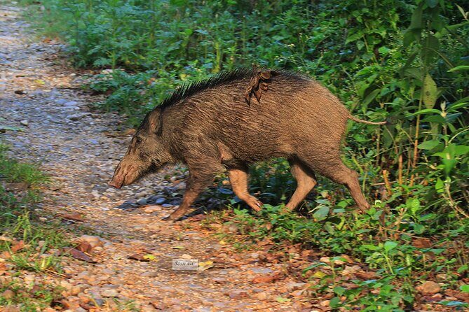 3 Days Jungle Safari in Chitwan National Park - Day 2: Wildlife encounters and traditional entertainment