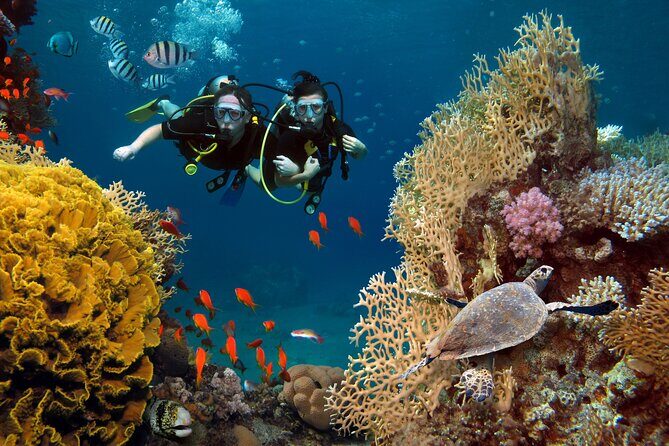 3 Fun Dives in Phi Phi islands for Certified Divers - Why This Tour Offers Great Value