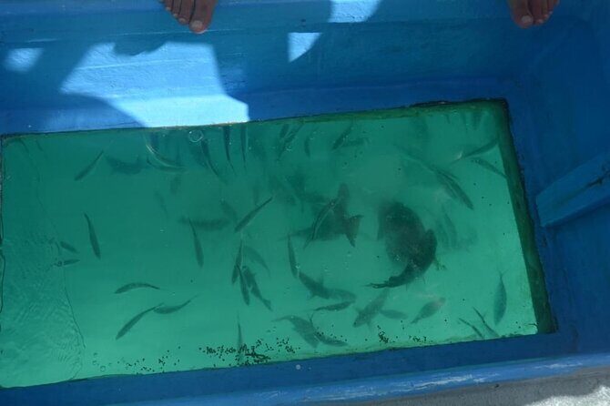 3 hrs Glass Boat Tour in Punta Cana - Final Thoughts on the Glass Bottom Boat Tour