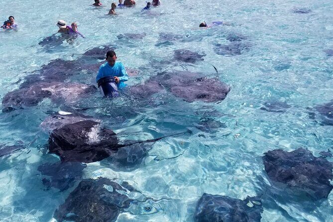 3 Stop Boat Tour Stingray City Coral Gardens and Starfish Point - The Experience: What Travelers Say