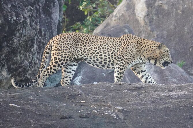 4 Hours Private Yala Safari Day Tour - Who Is This Tour Best For?