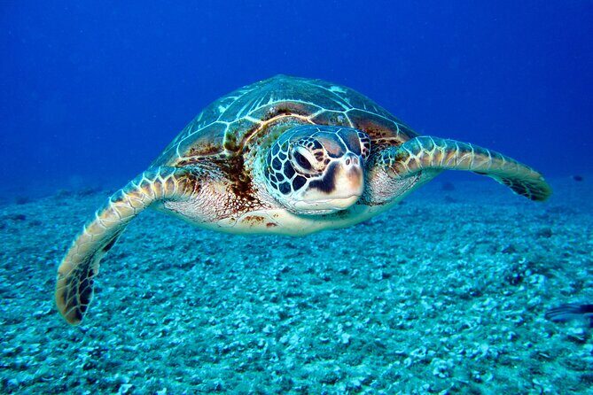 4 to 5 Hour Private SUV Trip - Snorkeling at Playa Piskado