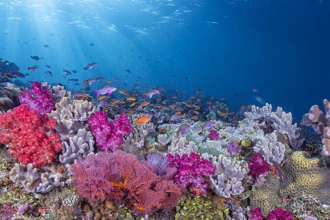 Adventures of the Lost Atlantis Bimini Road - Marine Life and Underwater Highlights