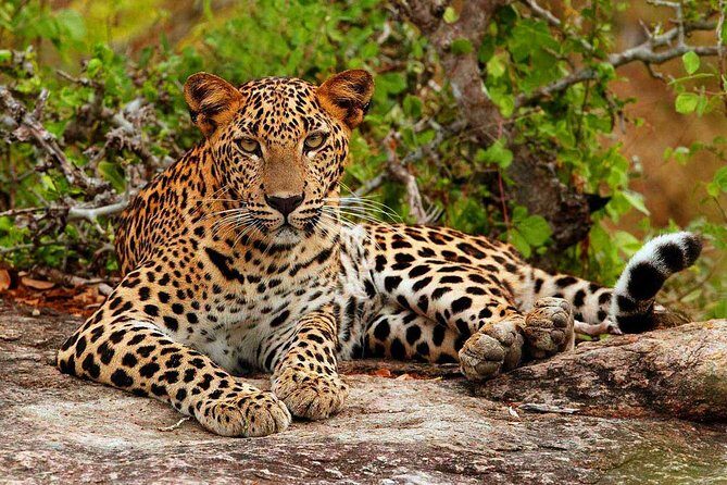 All inclusive Private jeep safari at Yala National park - What the Tour Includes and What It Doesn’t