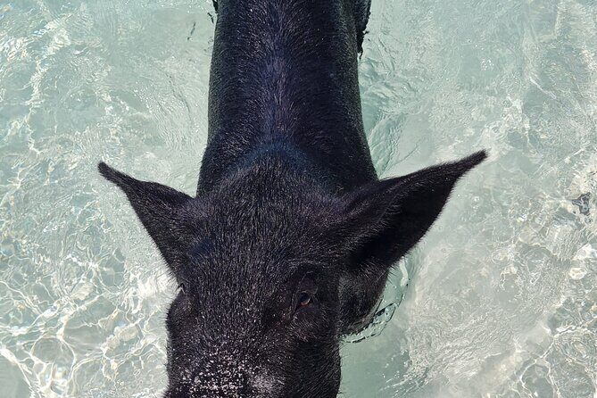 Athol Island Swimming Pigs Half-Day Boat Tour with Lunch - A Detailed Breakdown of the Itinerary