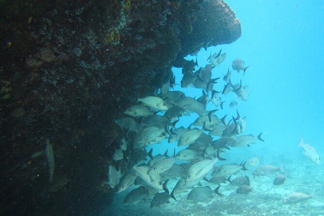 Barbados Snorkeling and Sailing Adventure for Small Groups - Who Will Love This Tour?