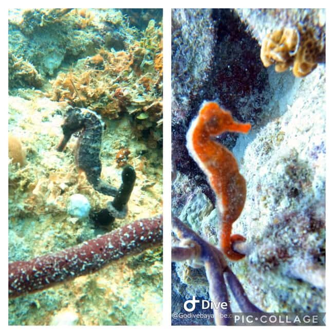 Bayahibe: Scuba Diving Initiation by Go Dive Bayahibe - The Journey to a Marine Wonderland