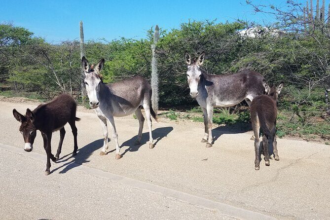 Best of Bonaire - Full island tour with a local. - Final Thoughts