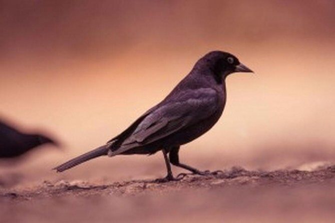 Bird Watching Tour in St Lucia - A Closer Look at the Bird Watching Experience in St. Lucia