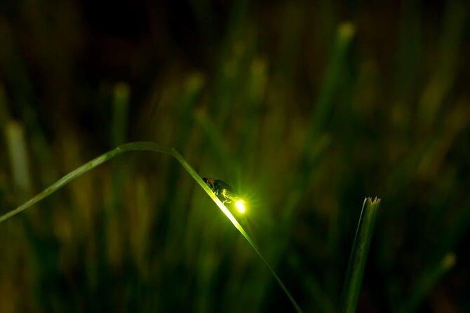 Bohol Firefly Watching (Private) - An In-Depth Look at the Firefly Tour
