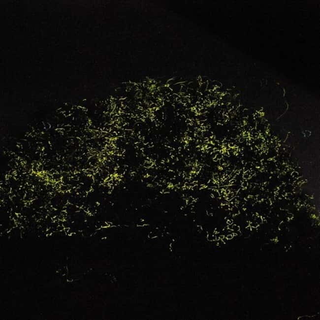 Bohol: Firefly Watching Shared Tour - Why This Tour Is Worth It