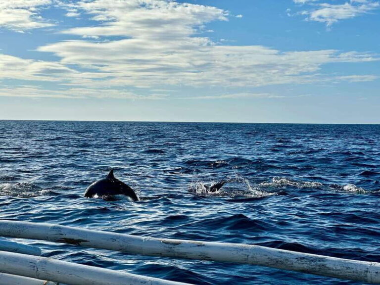 Bohol PAMILACAN Island Turtle & Dolphin Watching - Final Thoughts: Is This Tour Right for You?