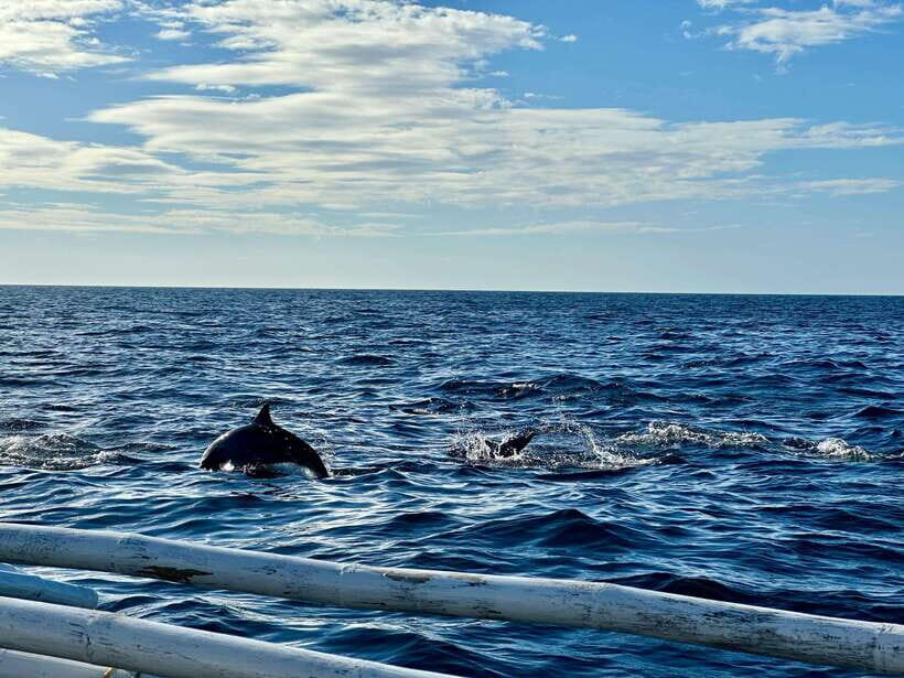 Bohol PAMILACAN Island Turtle & Dolphin Watching - Final Thoughts: Is This Tour Right for You?