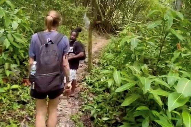 Bush Hiking to explore Wild Plants & Fresh Fruits,Montego Bay - The Scenic Highlights and Unique Features